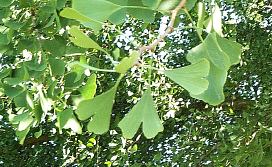 ginko biloba leaves