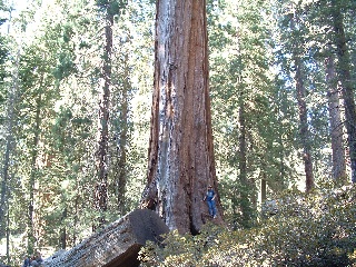 sequoia-8-s.jpg
